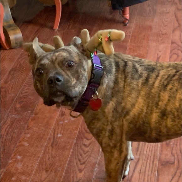 Meet your Posher, Cami - Picture 3 of 16